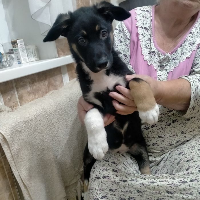 Отдам щенка девочка