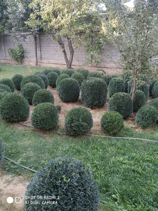 Кочатлар сотилади, Шамшод ва Бресклет лар