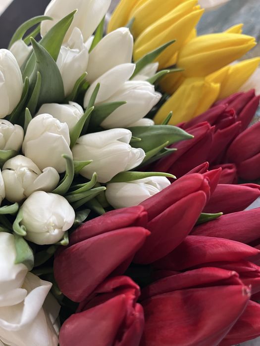 Шикарные тюльпаны