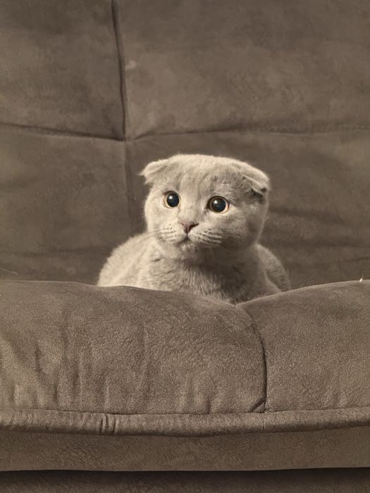 Котенок бесплатно