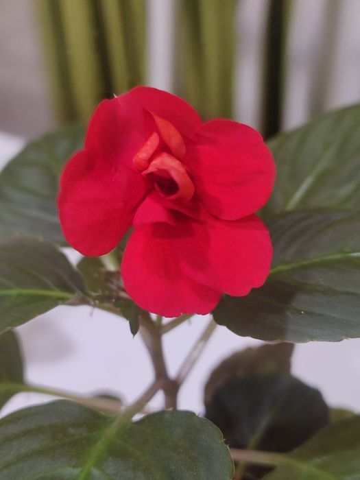 Бальзамин махровый.