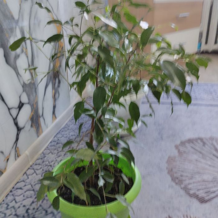 Фикус Бенджамина