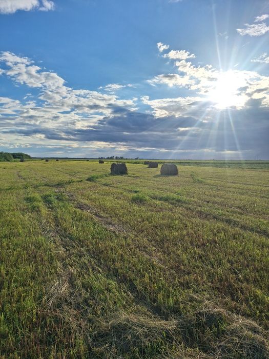 Продам рулоны сена
