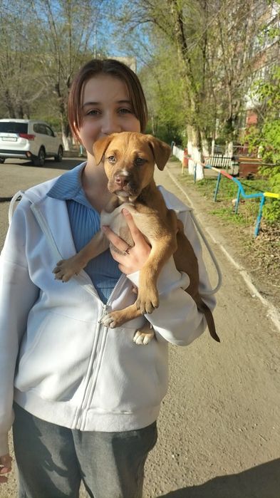 Отдам в добрые руки щенка