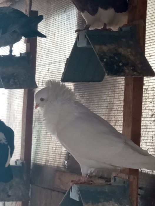 Vând porumbei Capucini