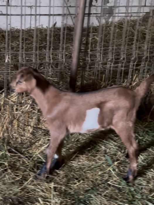 Iedut din mama buna de lapte