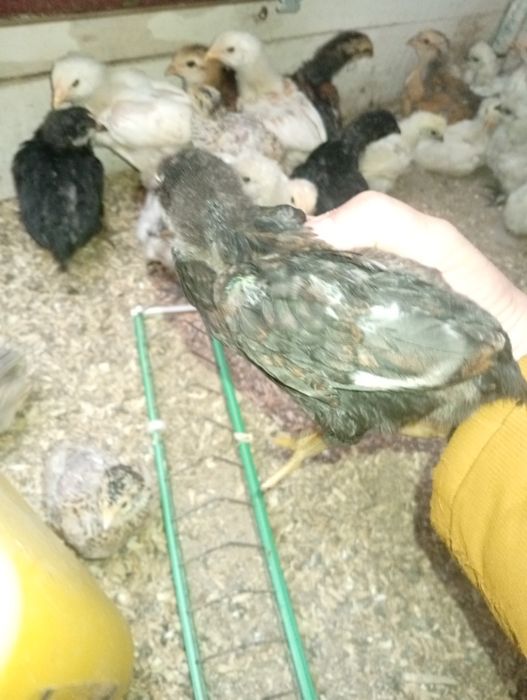 Wayandote gsg și  Araucana