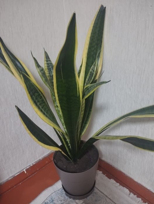 Цветы. Комнатные