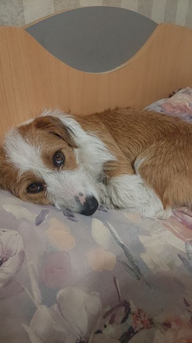 Пропала собака. Просим вернуть за вознаграждение