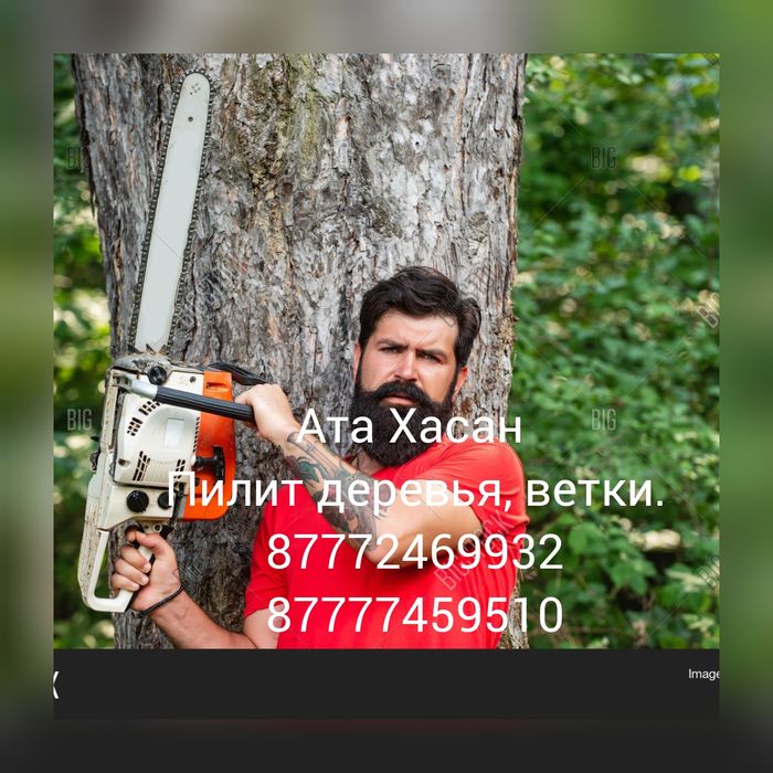 Ата Хасан пилит деревья, ветки.