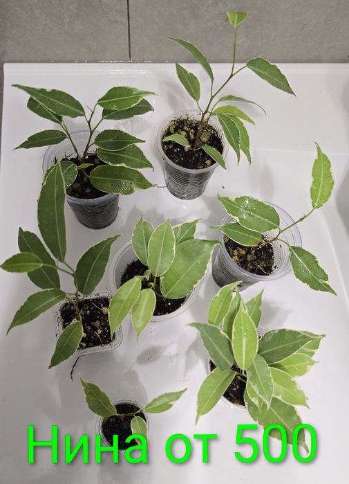 Фикусы разные, прекрасные