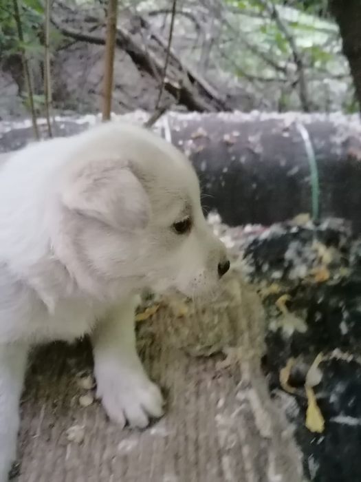 Щенки, девочки и мальчики, в добрые руки