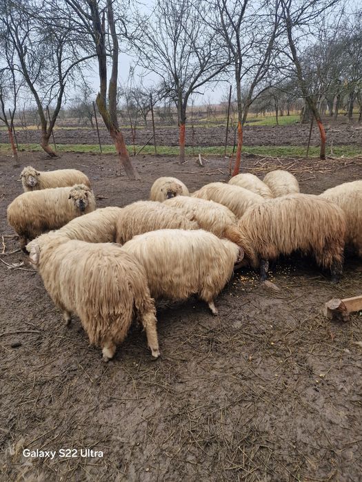 Vand  oi tenere de tinut