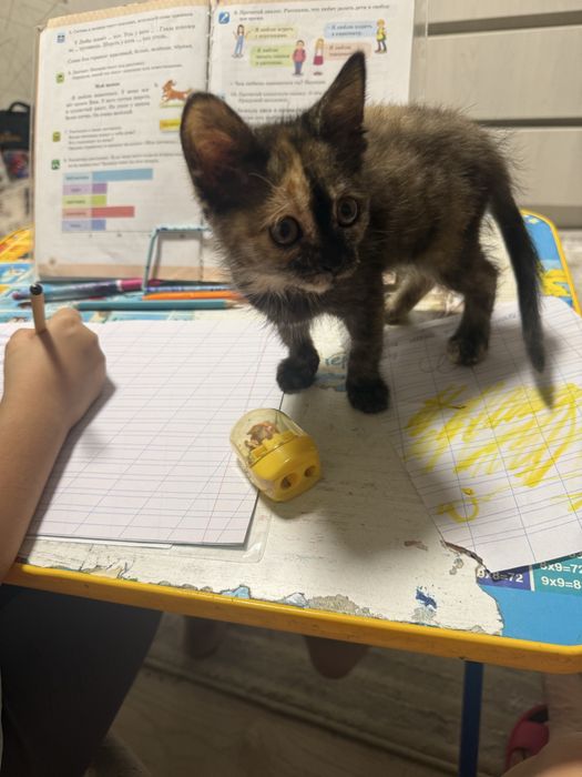 Отдам котенка в хорошие руки