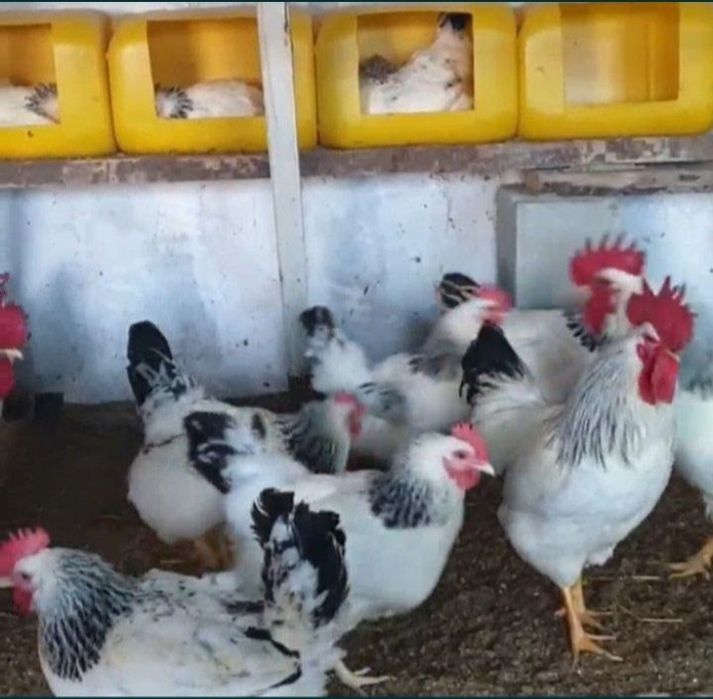 Цыплята 2,5  МЕСЯЦА породы Адлерская Серебристая.Цена 70 000.