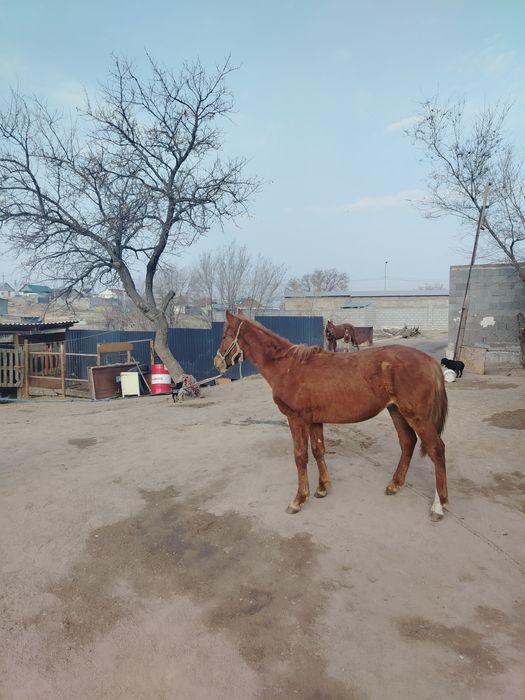 Еркек тай сатылады