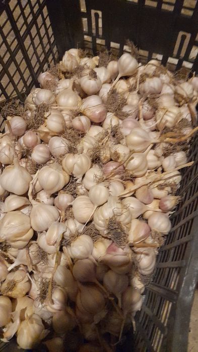 Usturoi românesc de Copalau soiuri de toamna și primăvară