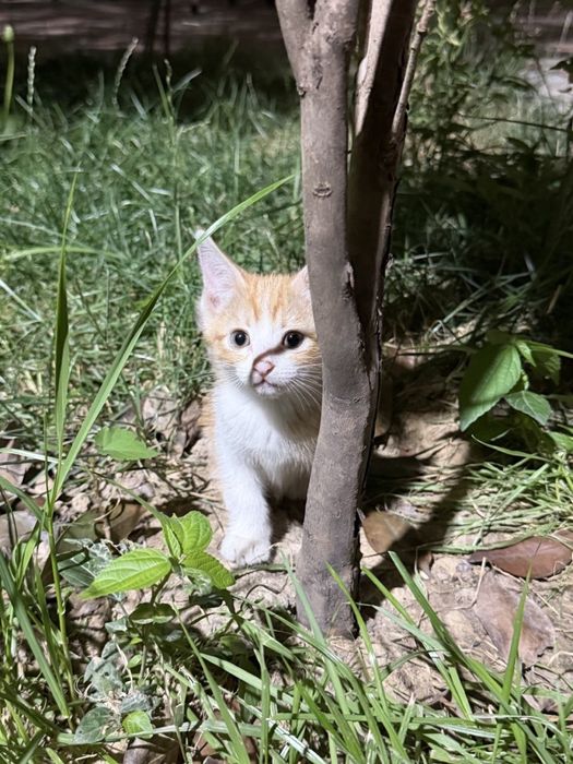 Котенок девочка в добрые руки