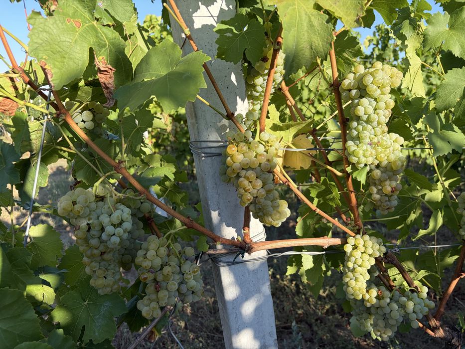 Vând struguri albi Muscat Ottonel pentru vin
