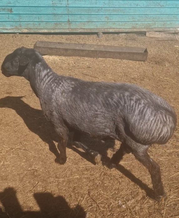 Продам кошкара на племя
