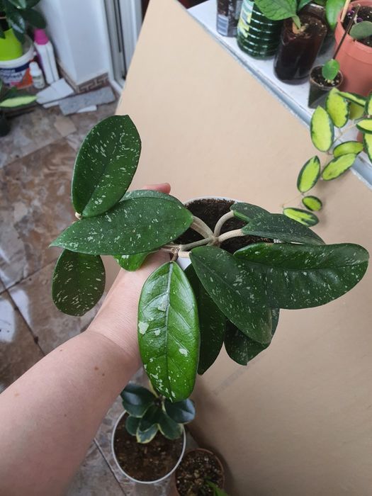 Hoya Dasyantha Splash,