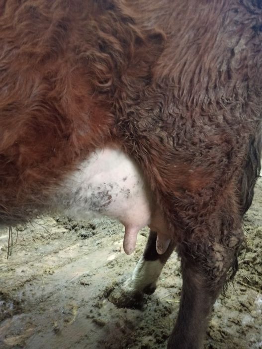 Бузаулы сиыр сутты