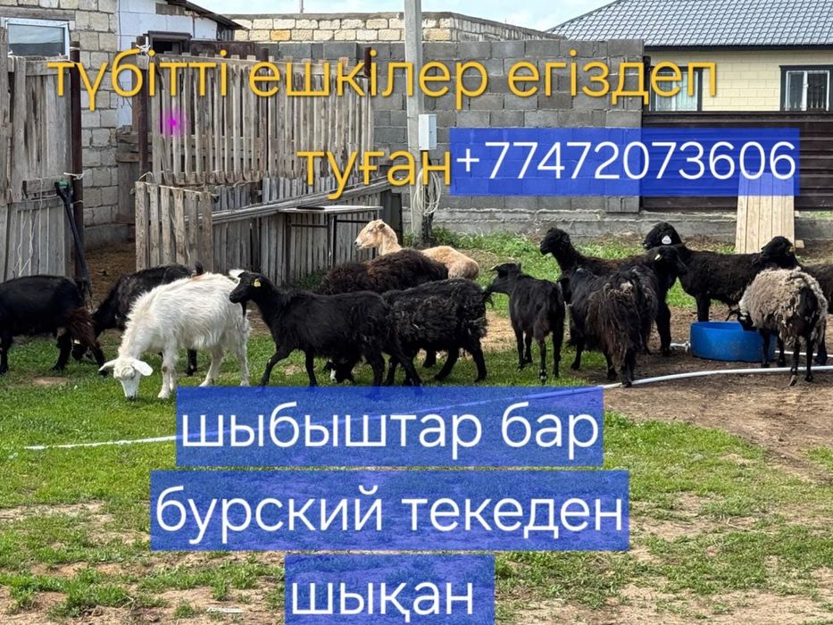 Ешкілер сатылады