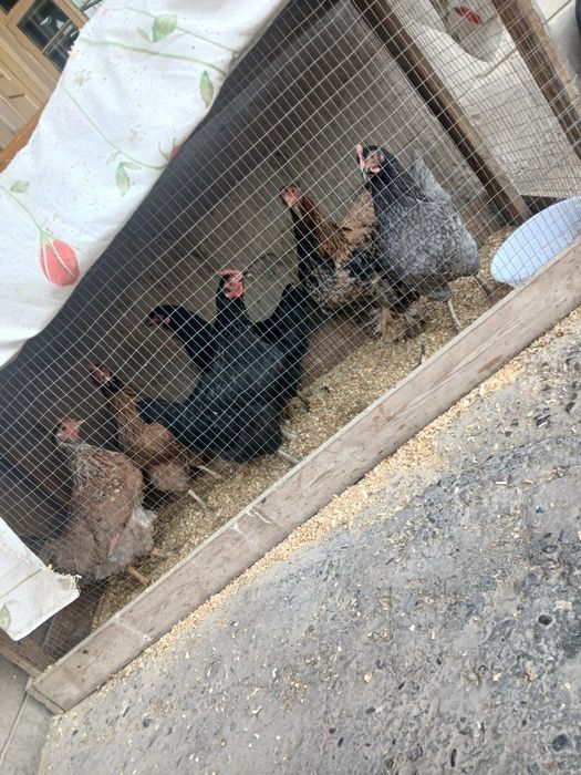 Tovula sotlad 120000 dan