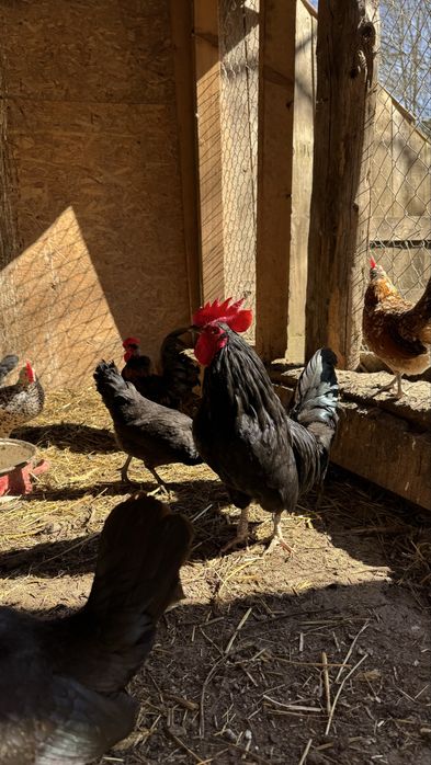 Oua de incubat Gaini pitice / liliput