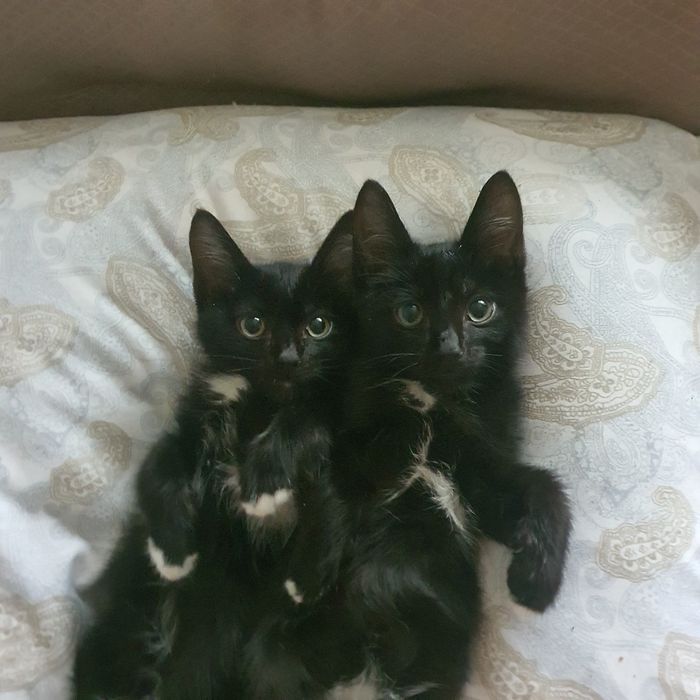 Отдам котиков в добрые руки