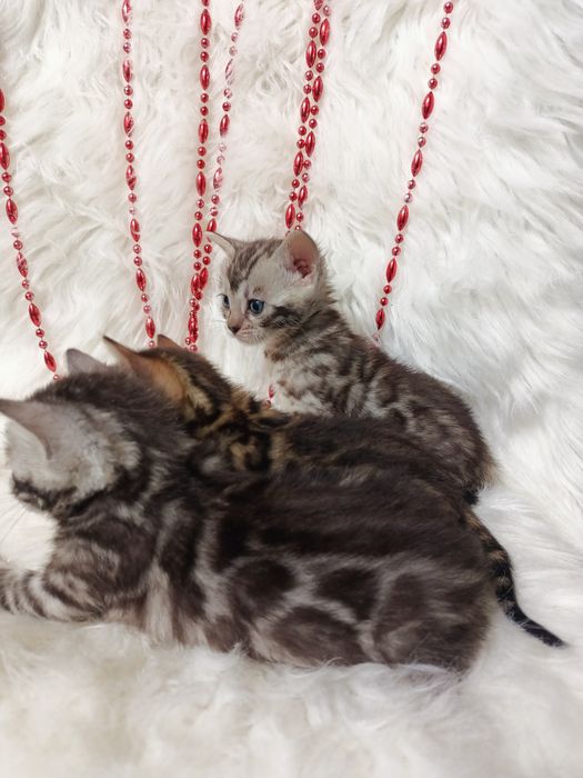 Продам бенгальских котят мальчик и девочки