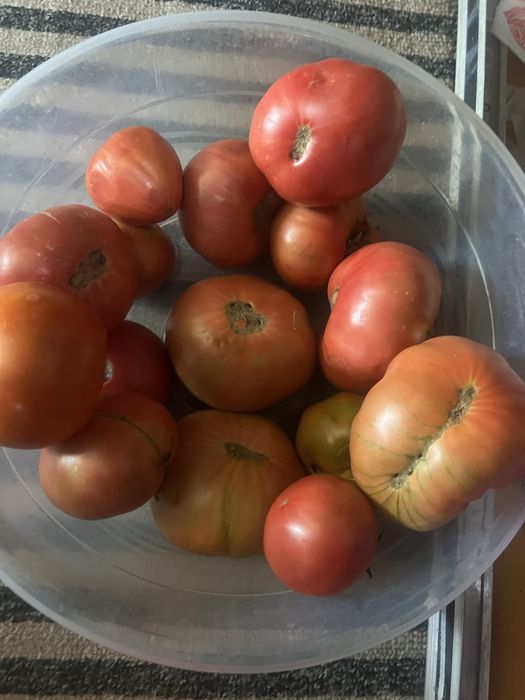 Продам помидоры домашние Король