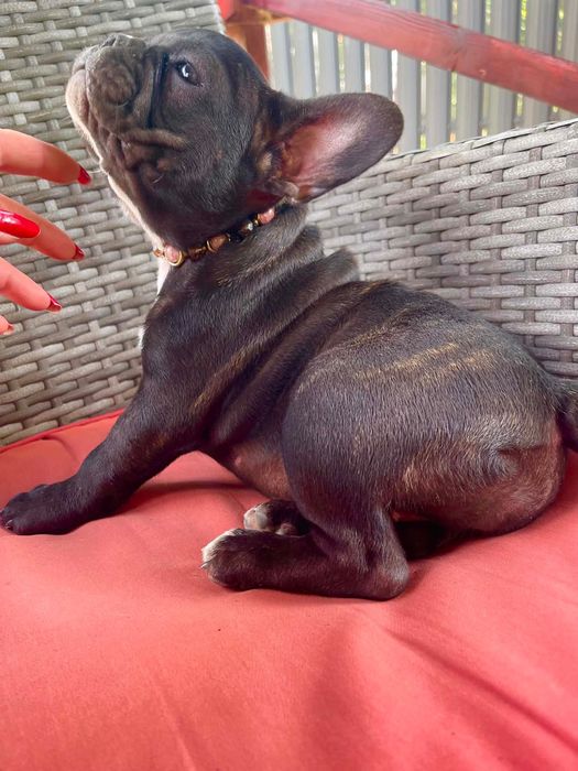 Bulldog francez femelă black brindle