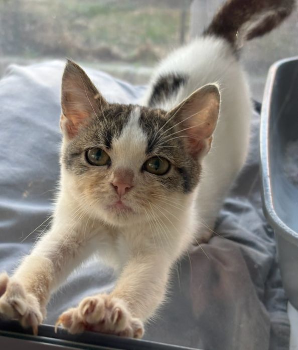Женско коте на три месеца, търси дом