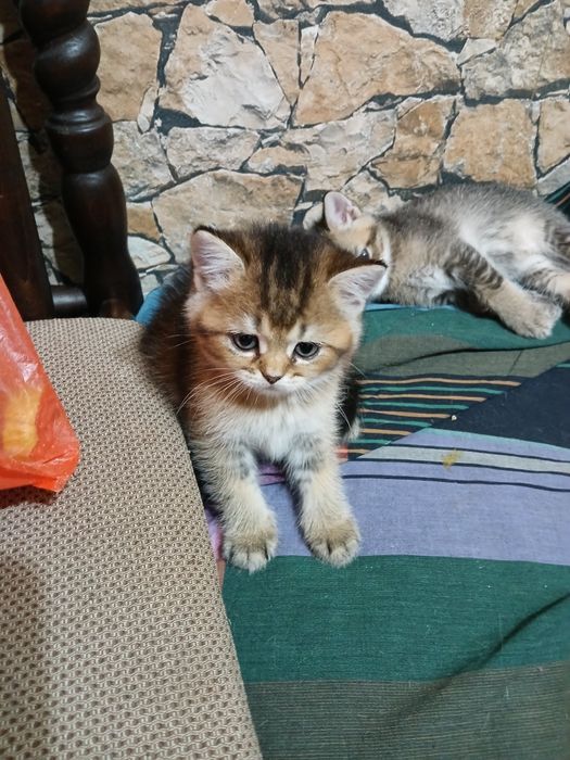 Британски чинчили късокосмисти оригинал  600лв