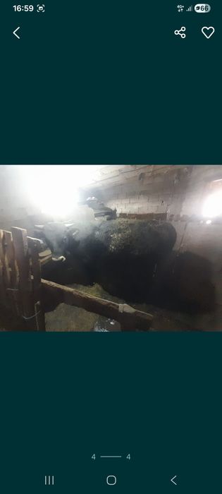 Бука сатамын семиз 1.5 жасар