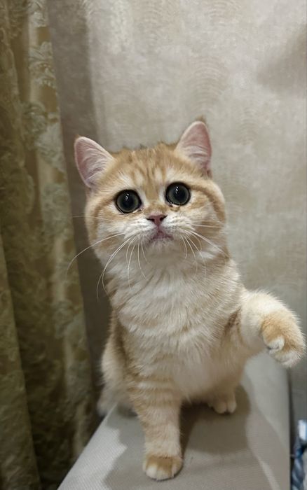 Kотята зoлотой шиншиллы