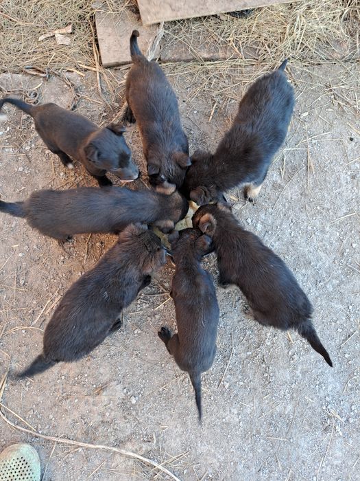 Отдам щенков в хорошие и добрые руки