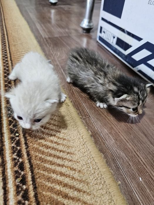 Отдам котят в хорошие руки