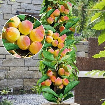 Pomi Fructiferi Columnari (Cais )