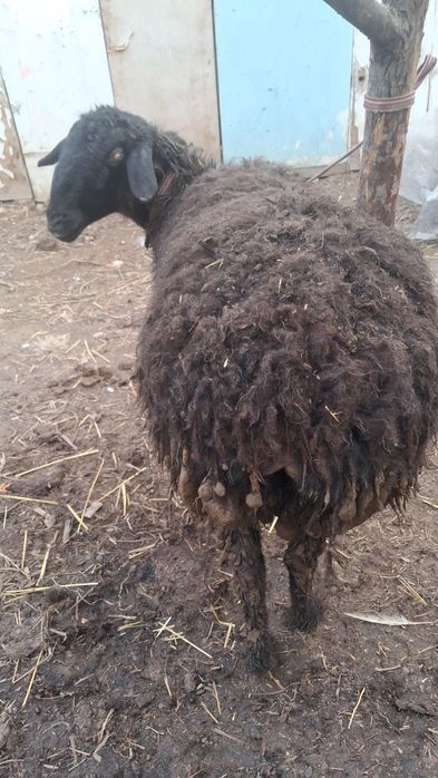 Bugʻoz Quy Sotiladi