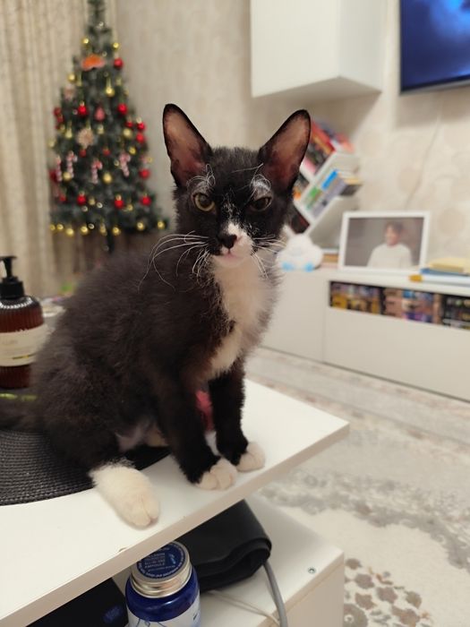 Отдам котика в добрые руки