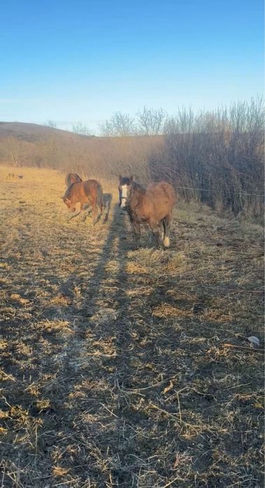 Manza de 8 luni de vanzare