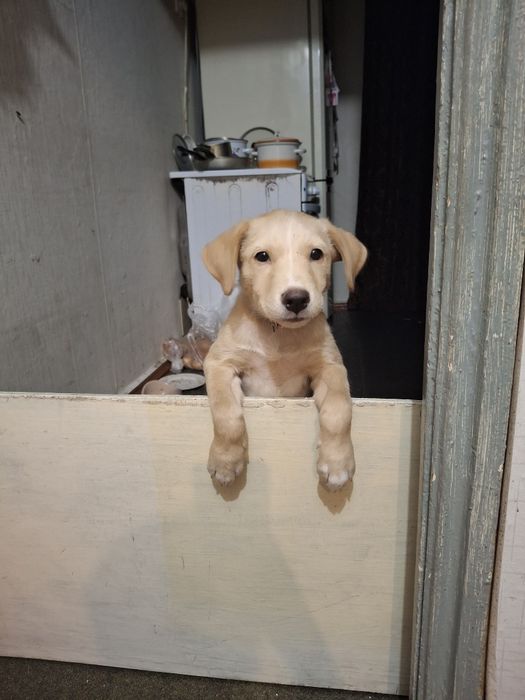 Отдам даром в добрые руки