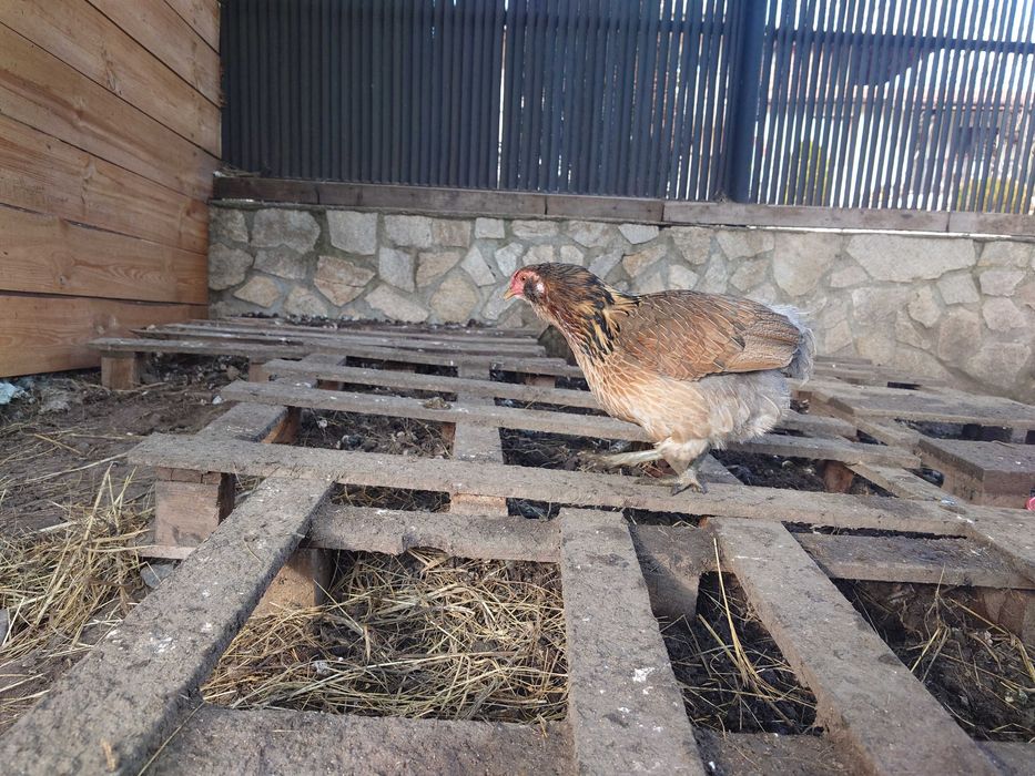 Оплодени яйца от Араукана