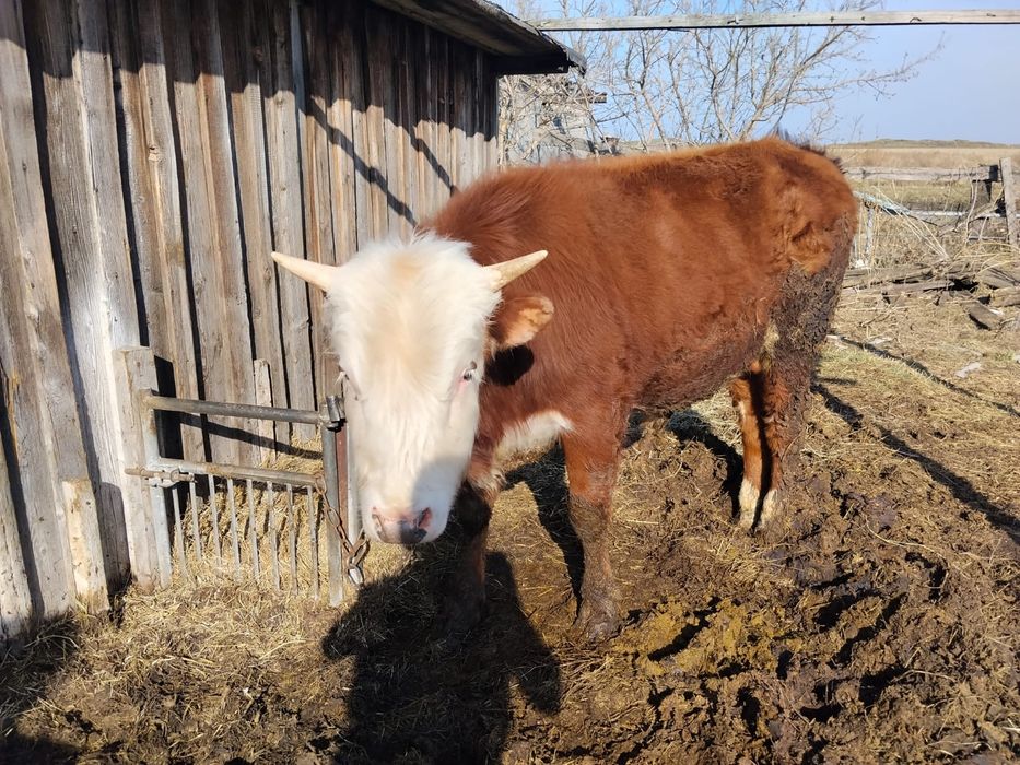 Продам быка, 1 год