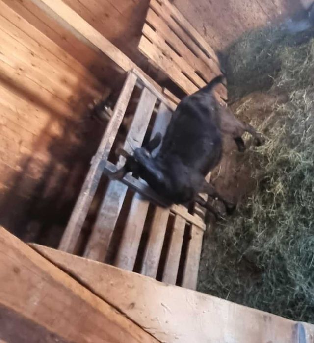 Vând două capre Alpine Franceze.