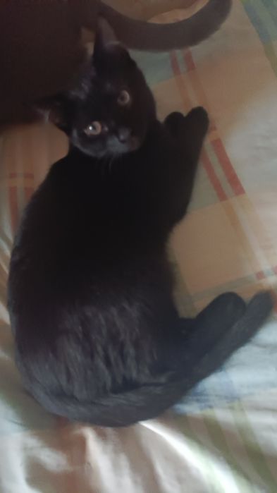 Отдам в добрые руки черную кошечку