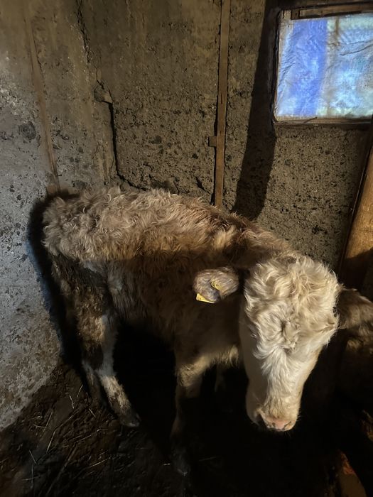 Продам телят бычки, талочки