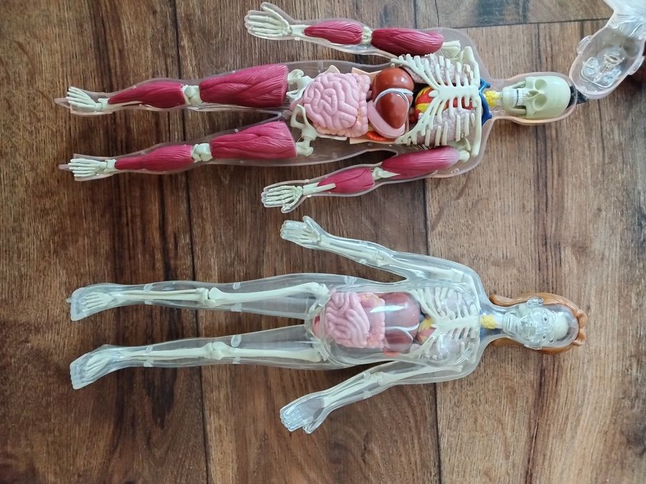 Човешкото тяло от Деагостини/Deagostini